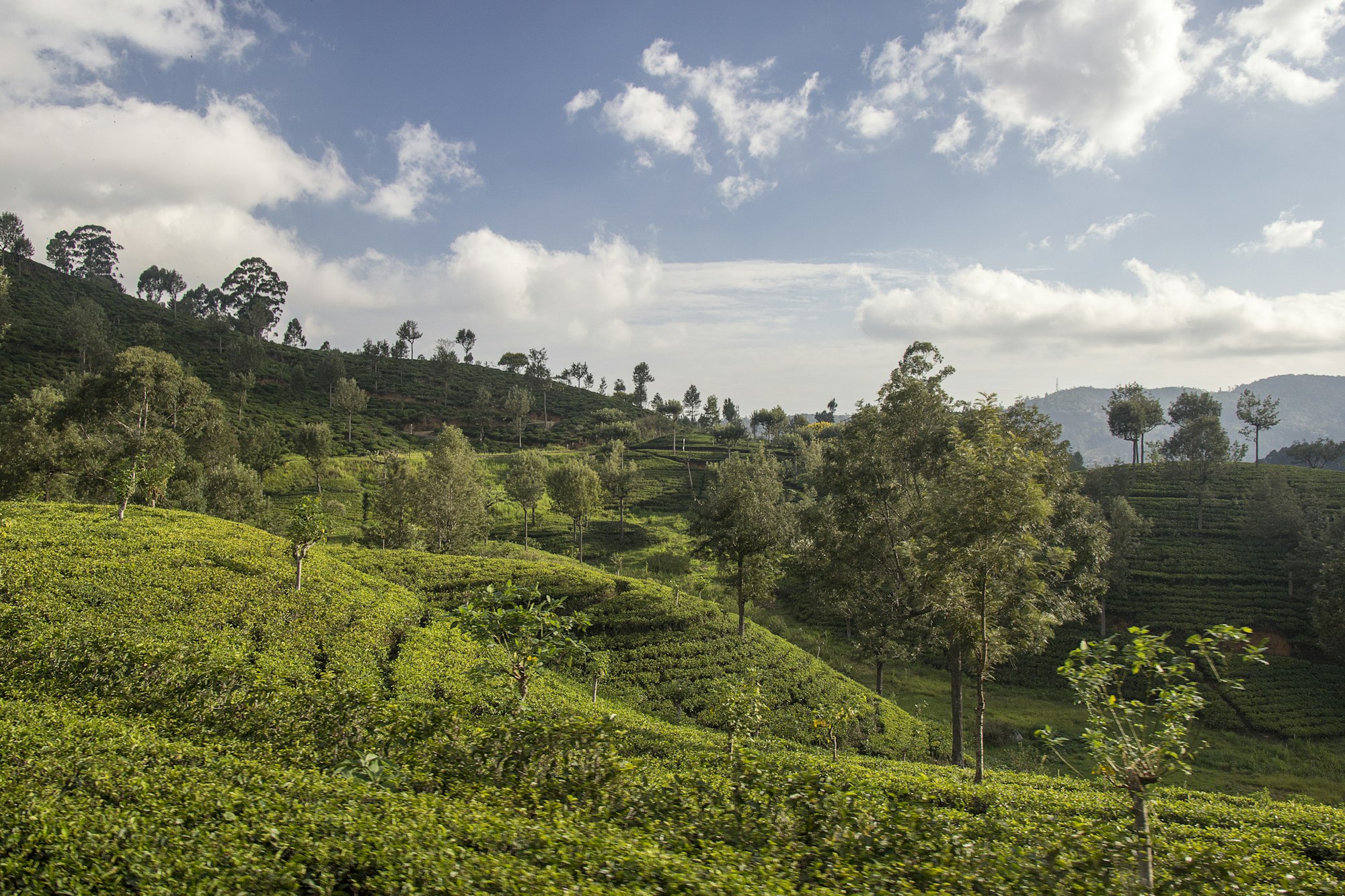 Tea country, Hill Country
