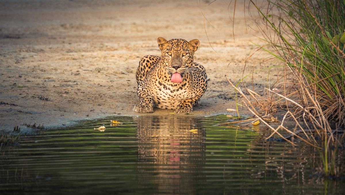 Leopard safari, Yala National Park